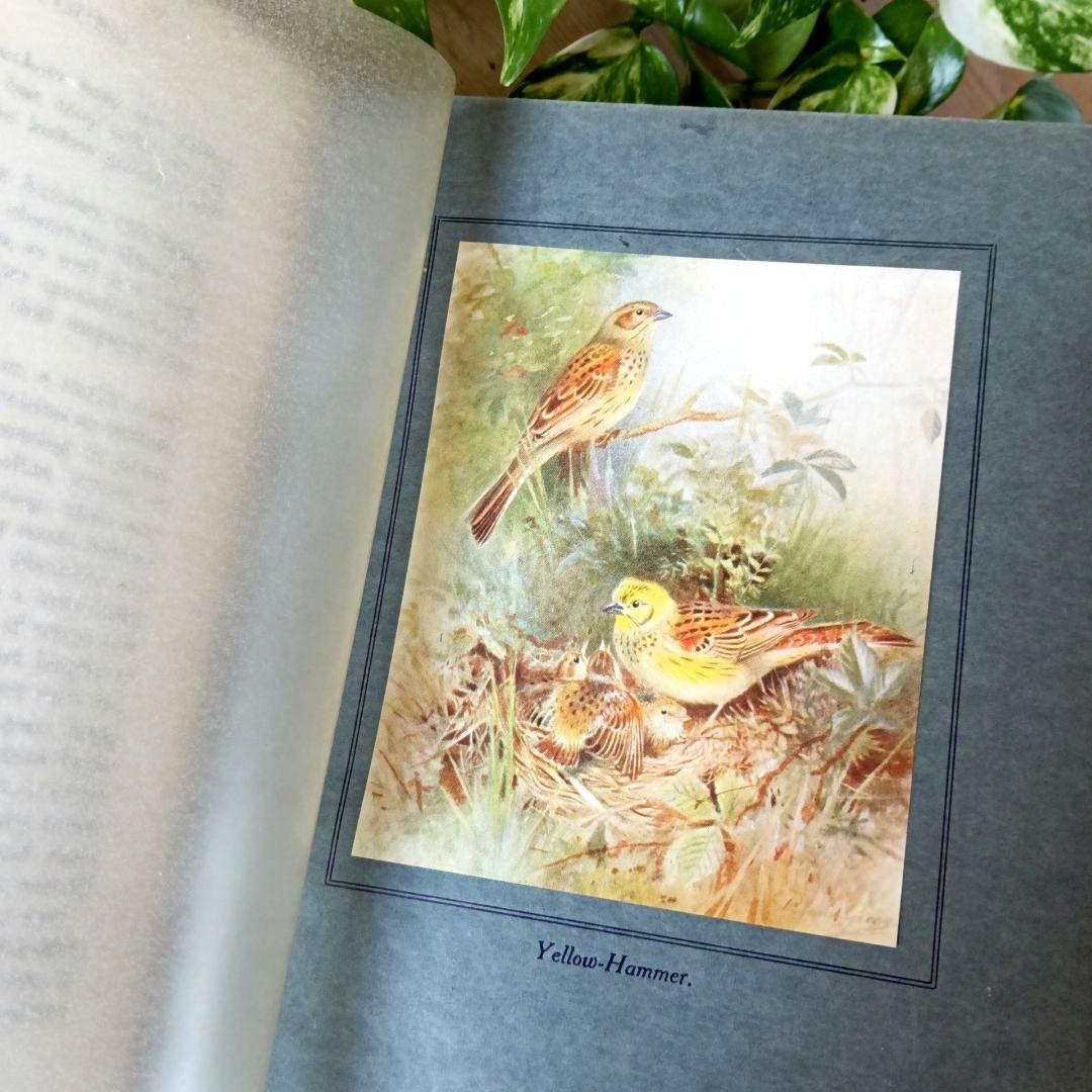 洋書古書　1923年　初版　希少　鳥図鑑　アンティーク　植物図鑑　画集　アート