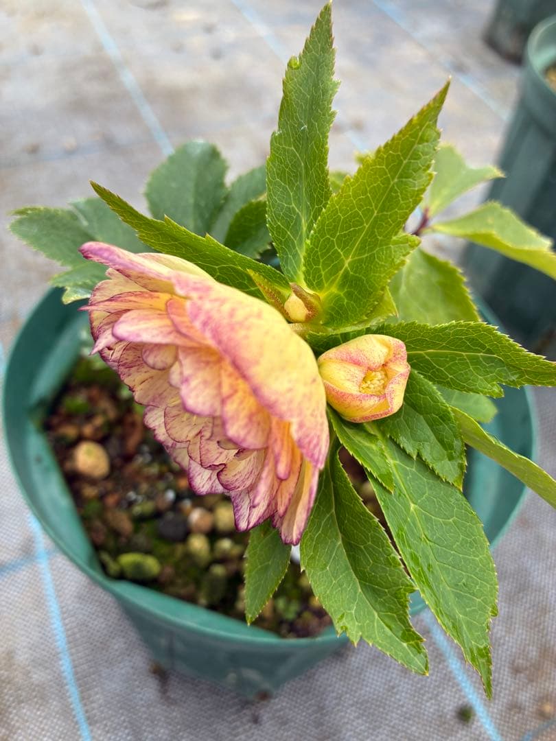 クリスマスローズ　25日まで　絞り　オーレア　６寸