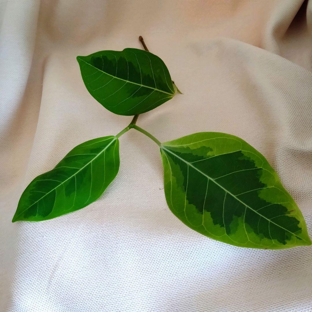 確認用 フィカスアルテシマ