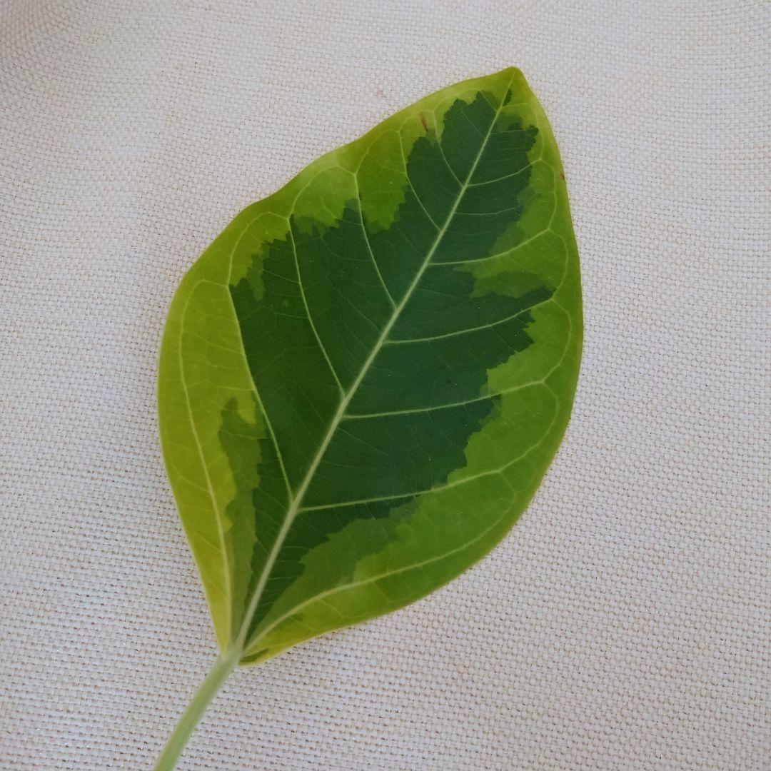 確認用 フィカスアルテシマ