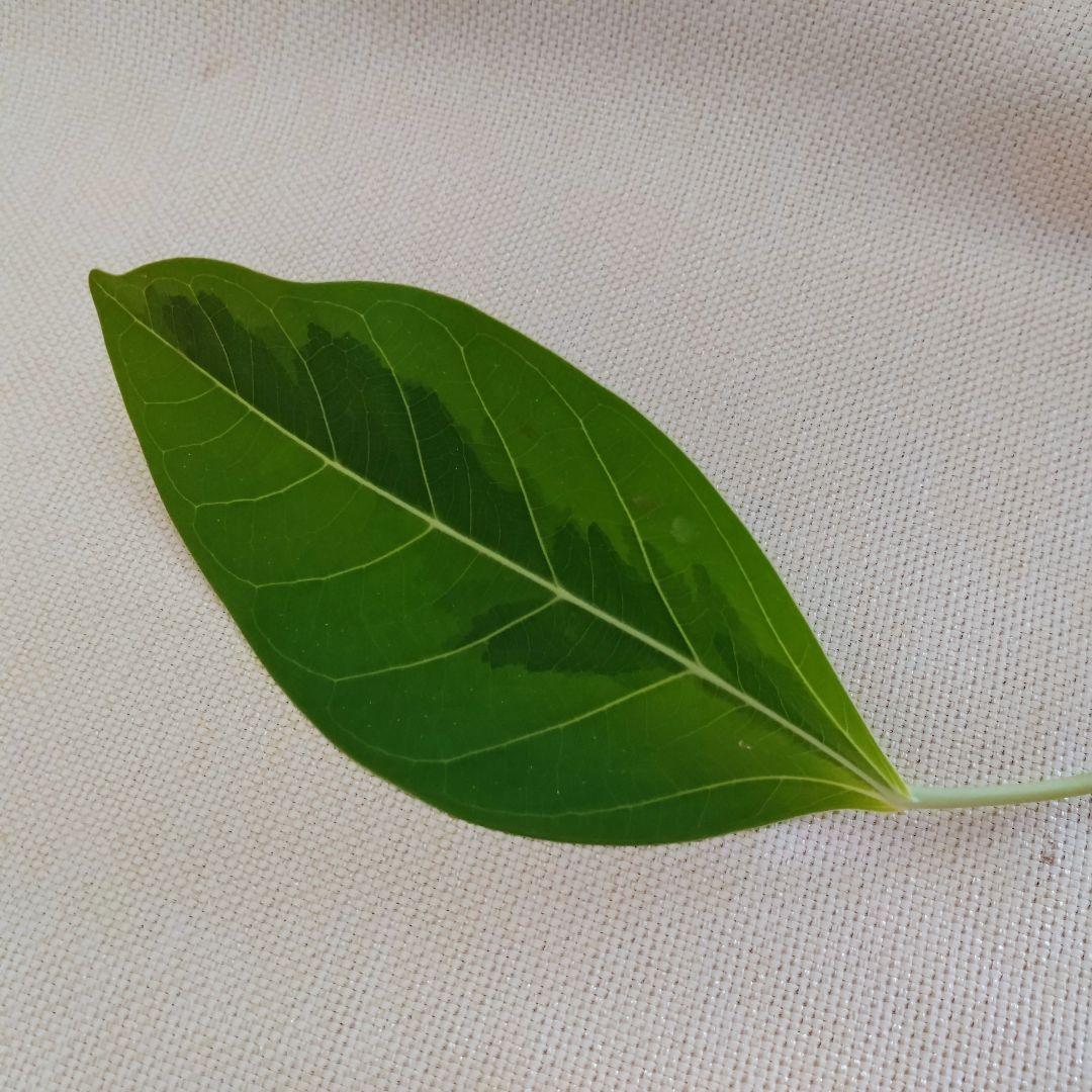 確認用 フィカスアルテシマ