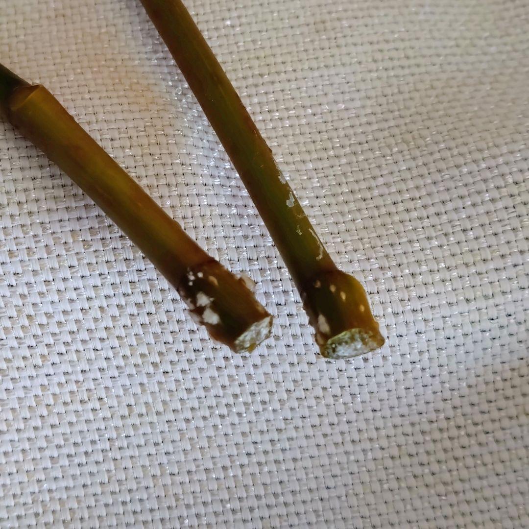 確認用 フィカスアルテシマ