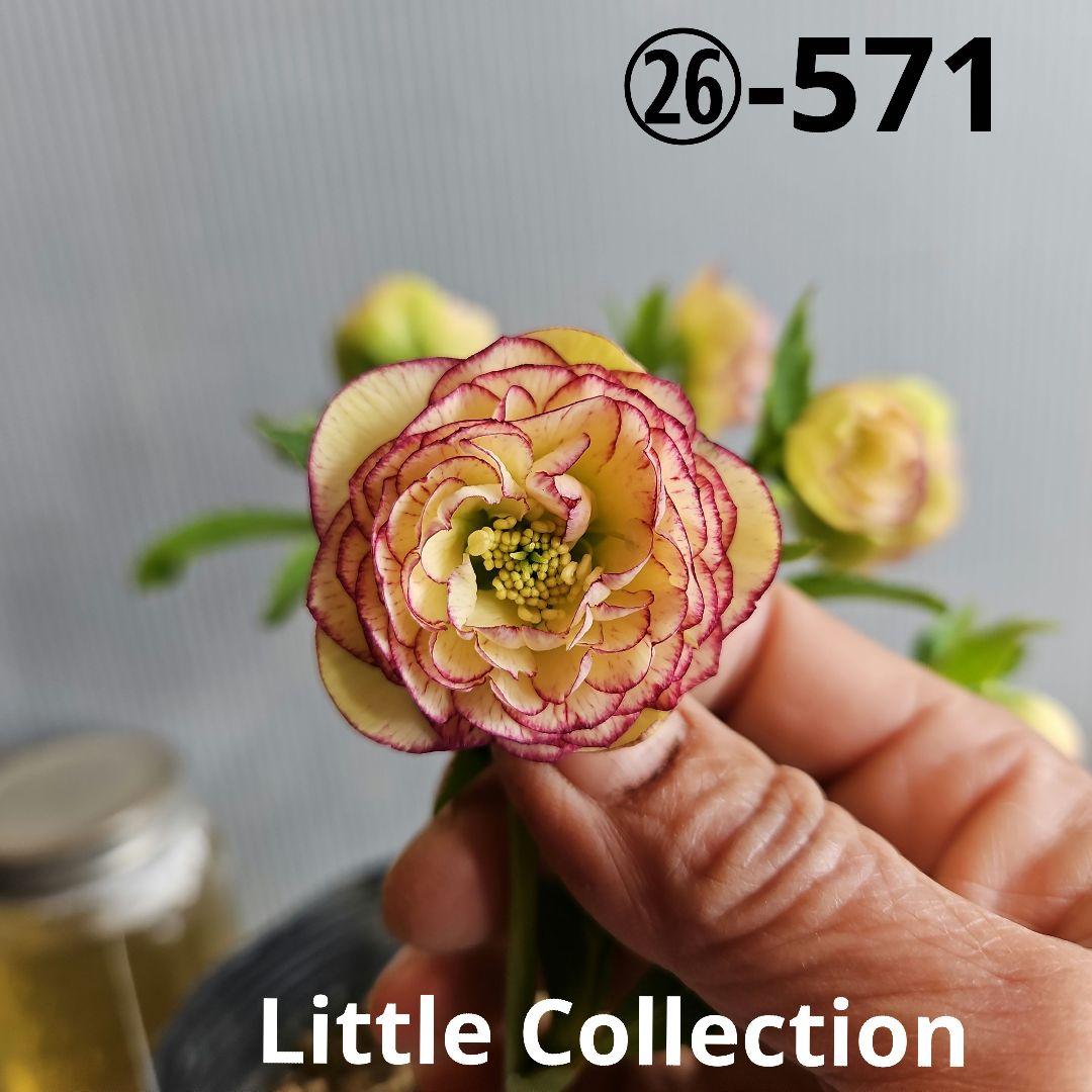 ㉖-571クリスマスローズ