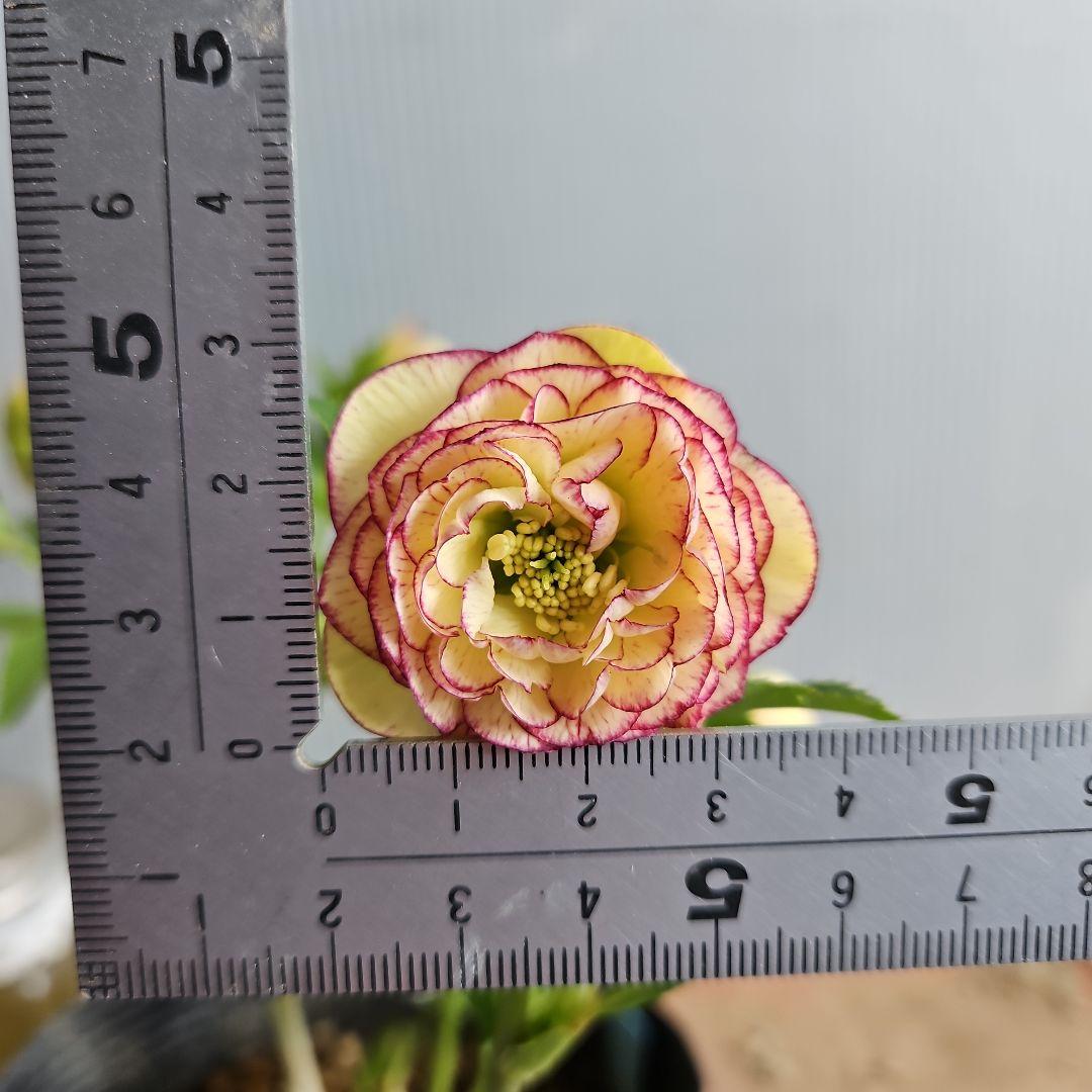 ㉖-571クリスマスローズ