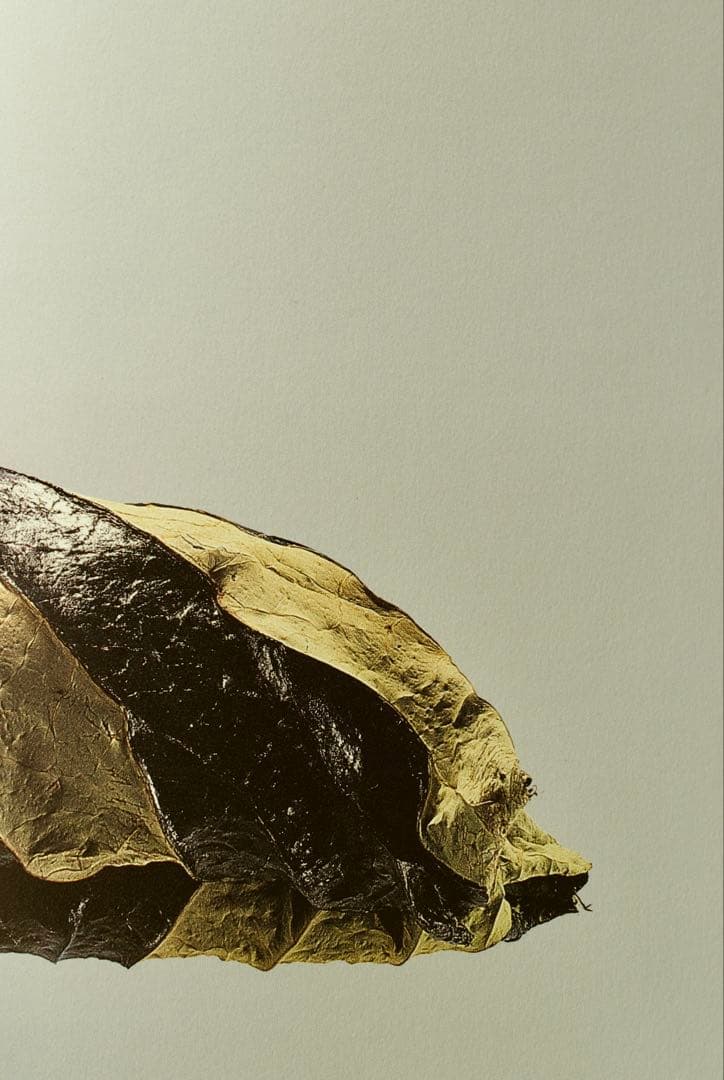 【美品】中川幸夫 作品集『魔の山』