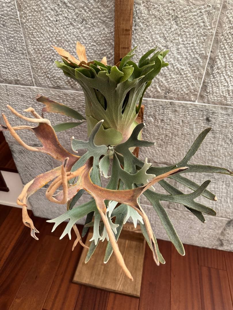 P.Pewchan  queen F304 中株 スノークイーン ビカク