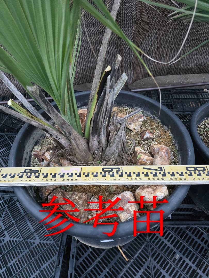 サバルヤシ（サバルウレサナ/ソノラパルメット）希少種