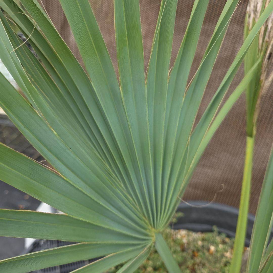 サバルヤシ（サバルウレサナ/ソノラパルメット）希少種