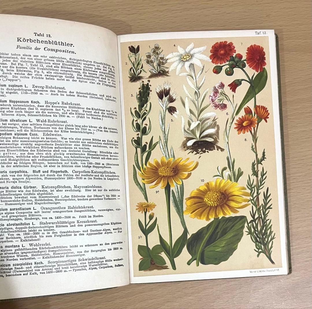 No.351 ドイツ アンティーク 洋書 ボタニカルアート 植物図鑑