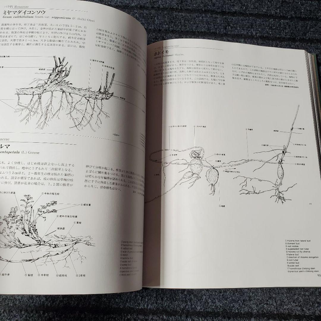 日本草本植物根系図説
