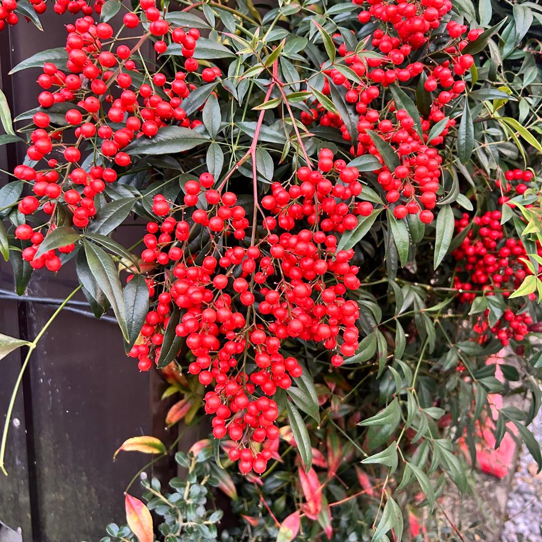 門松 ハンドメイド 世界で一点物 無農薬 自然素材 大一対2個 お正月