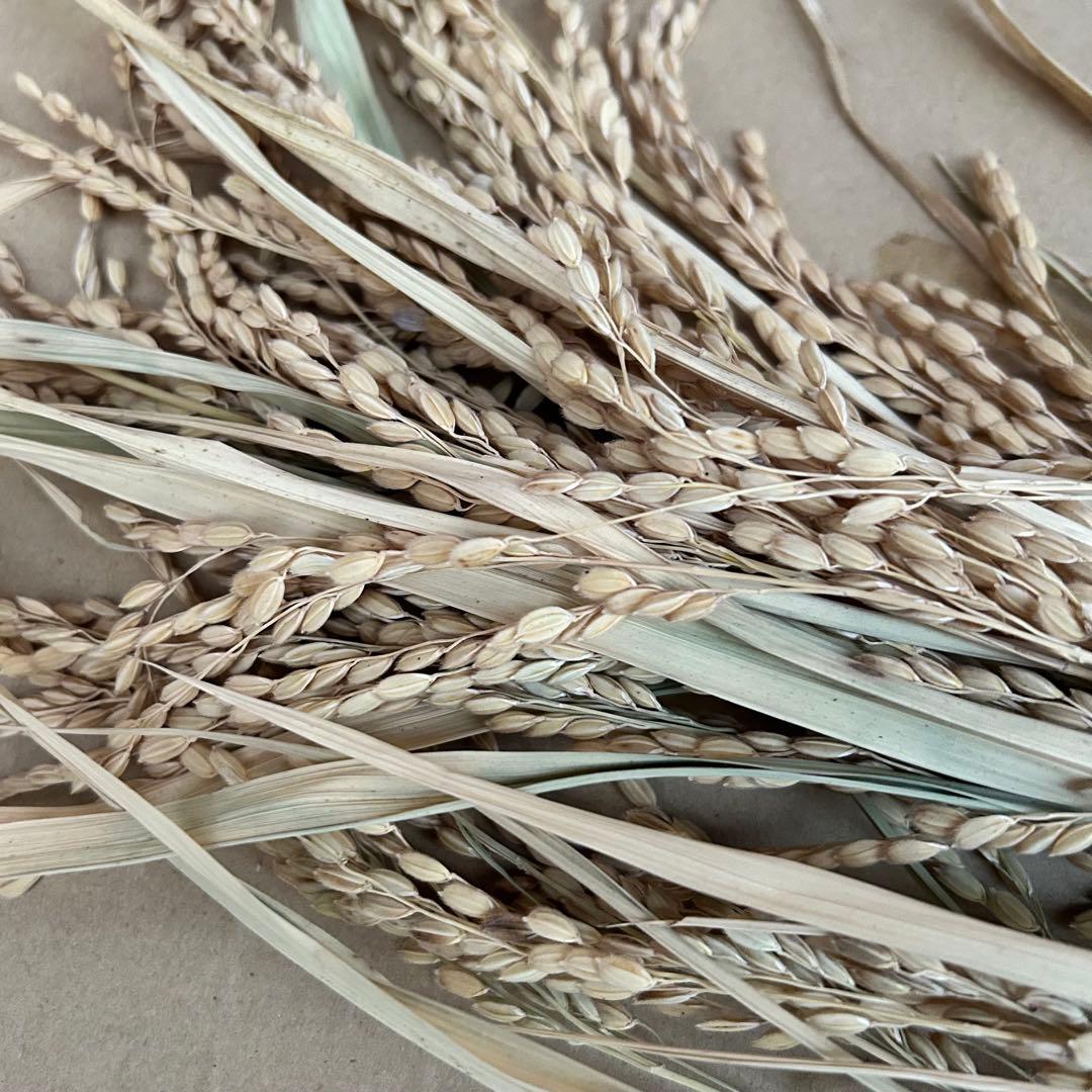 門松 ハンドメイド 世界で一点物 無農薬 自然素材 大一対2個 お正月