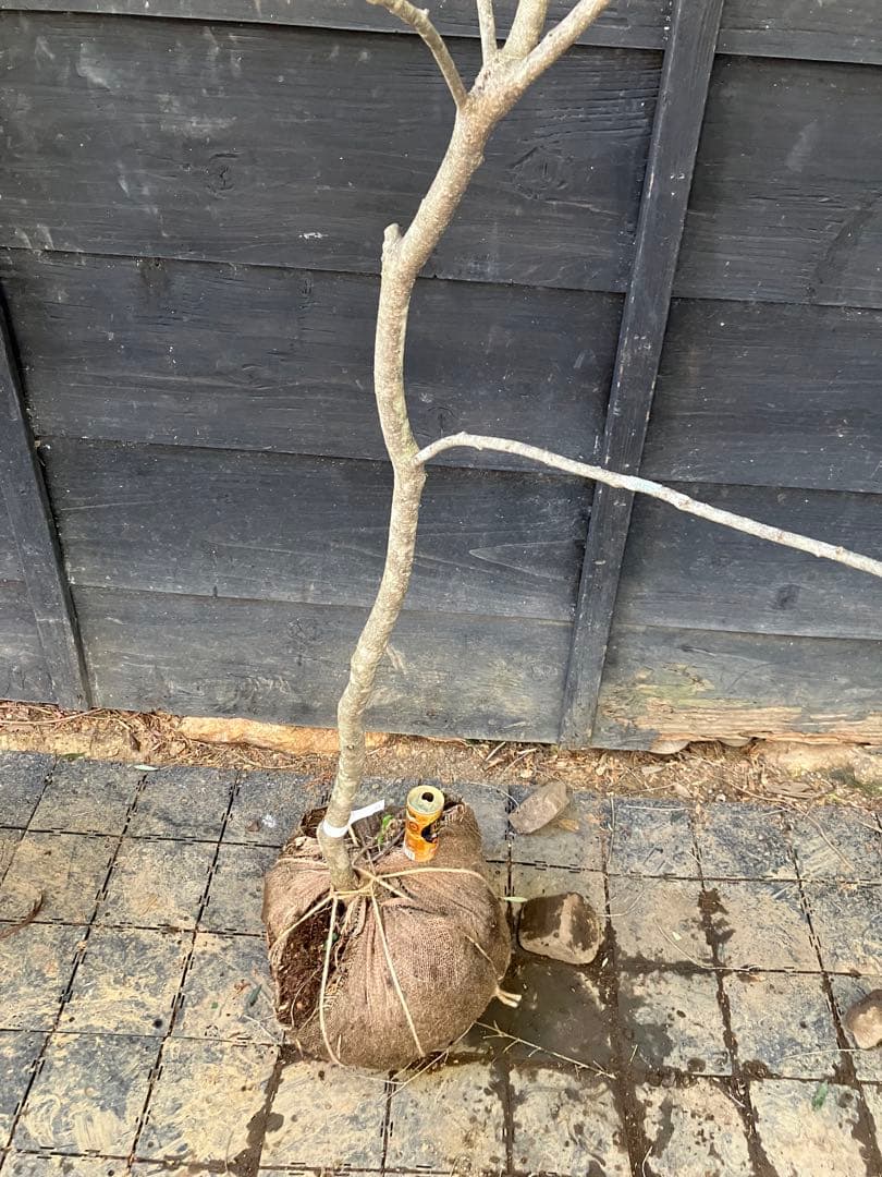 21 山採り　ソヨゴ　雌雄不明