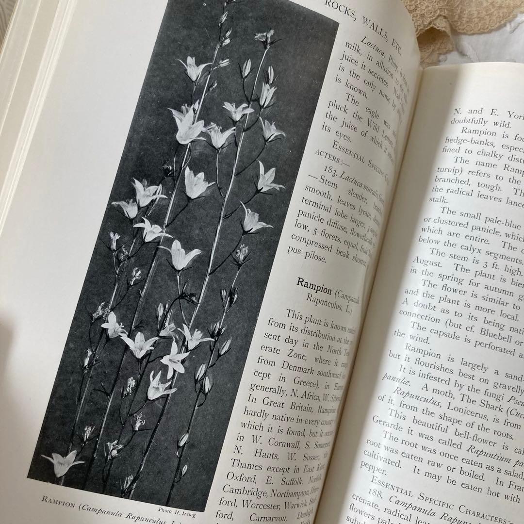 【SALE】L835 1919年発行　大変希少なイギリスのアンティーク植物図鑑