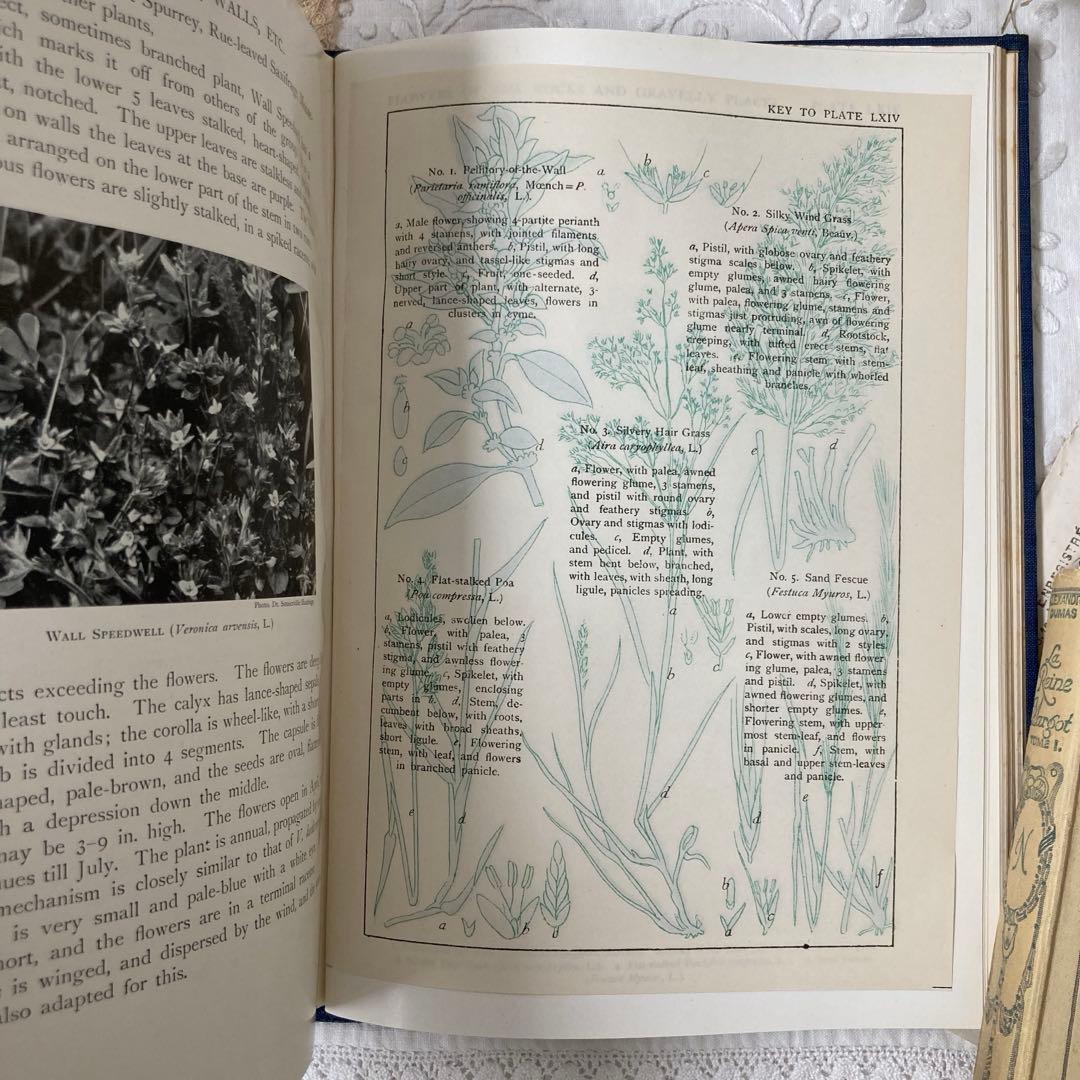 【SALE】L835 1919年発行　大変希少なイギリスのアンティーク植物図鑑