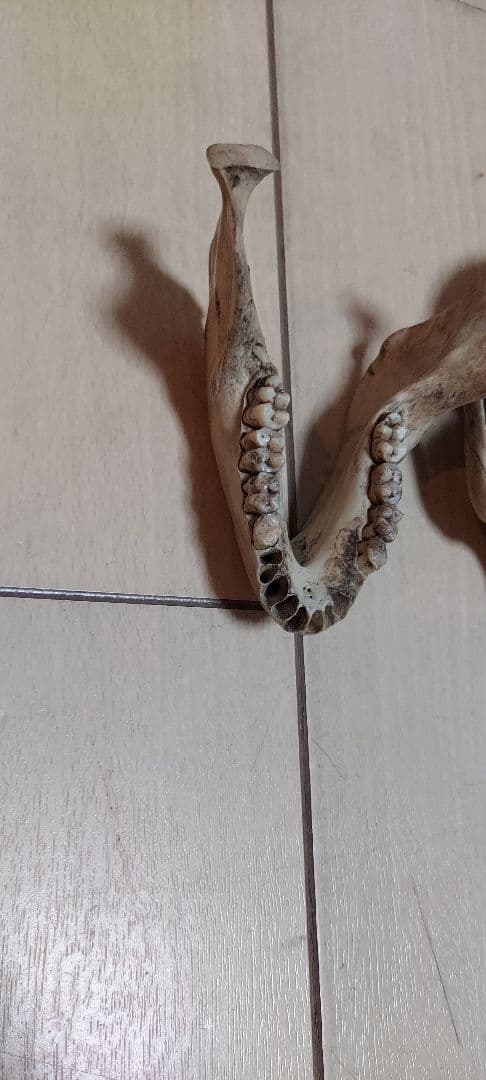 希少　ニホンザル　頭蓋骨　スカル　標本