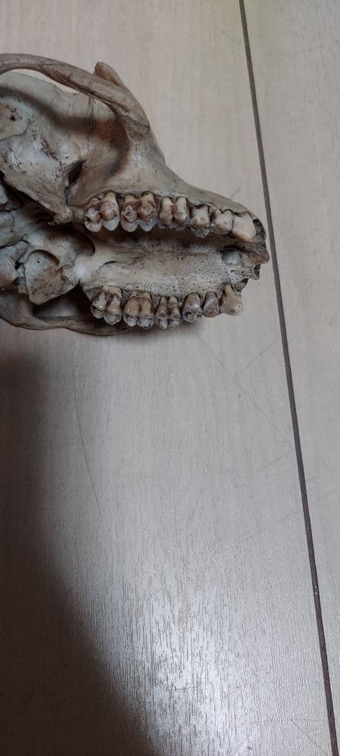 希少　ニホンザル　頭蓋骨　スカル　標本