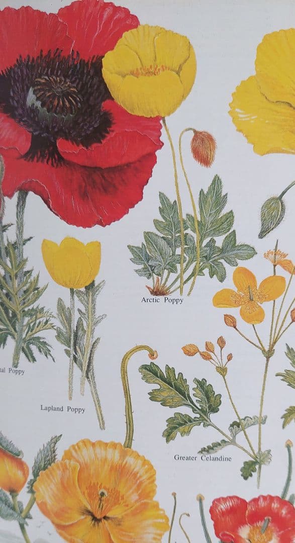 古書 希少 Familiar Wild Flowers 植物図鑑　洋書　イギリス