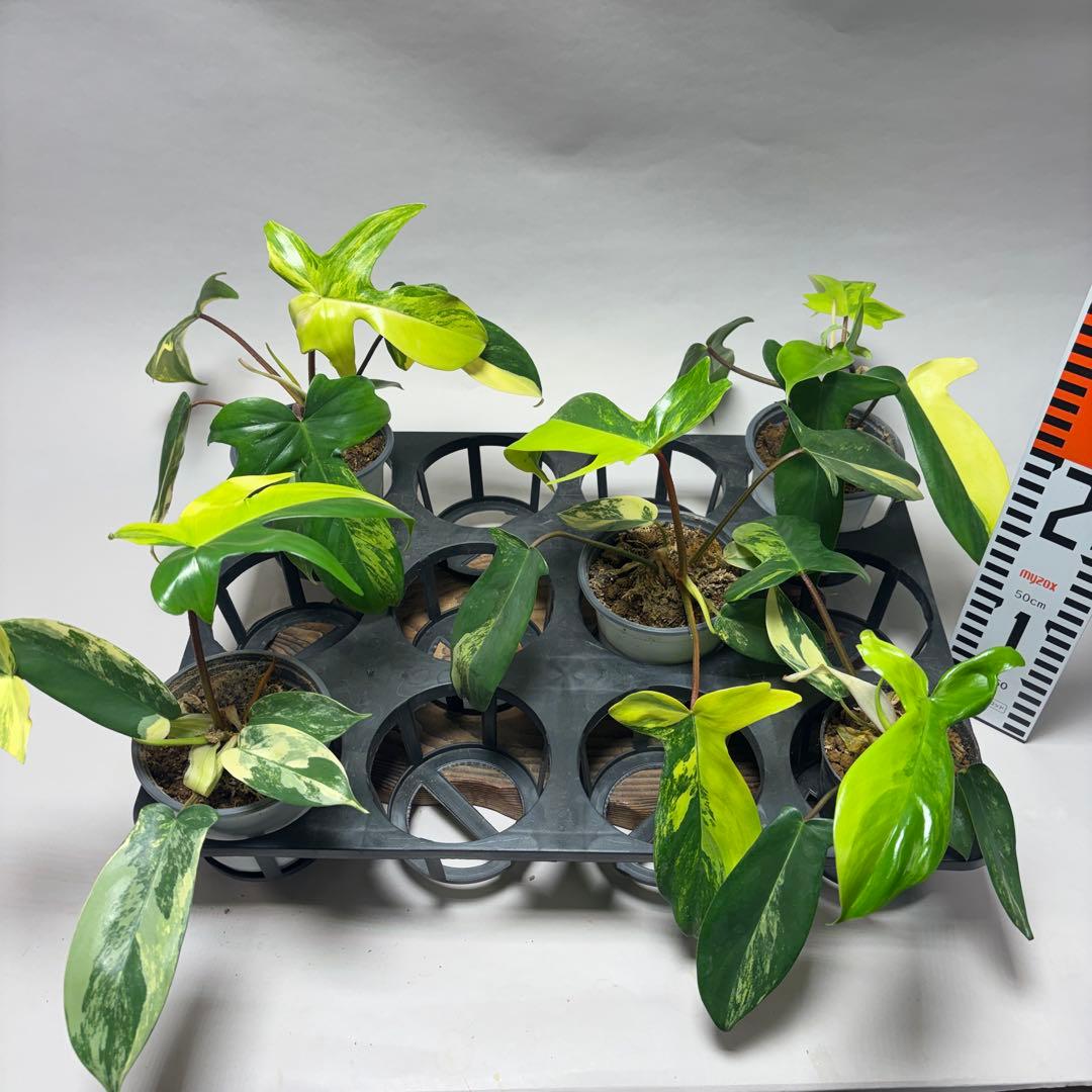 ぷ*ん様 5株セットms26フィロデンドロン・フロリダビューティー・バリエガータ