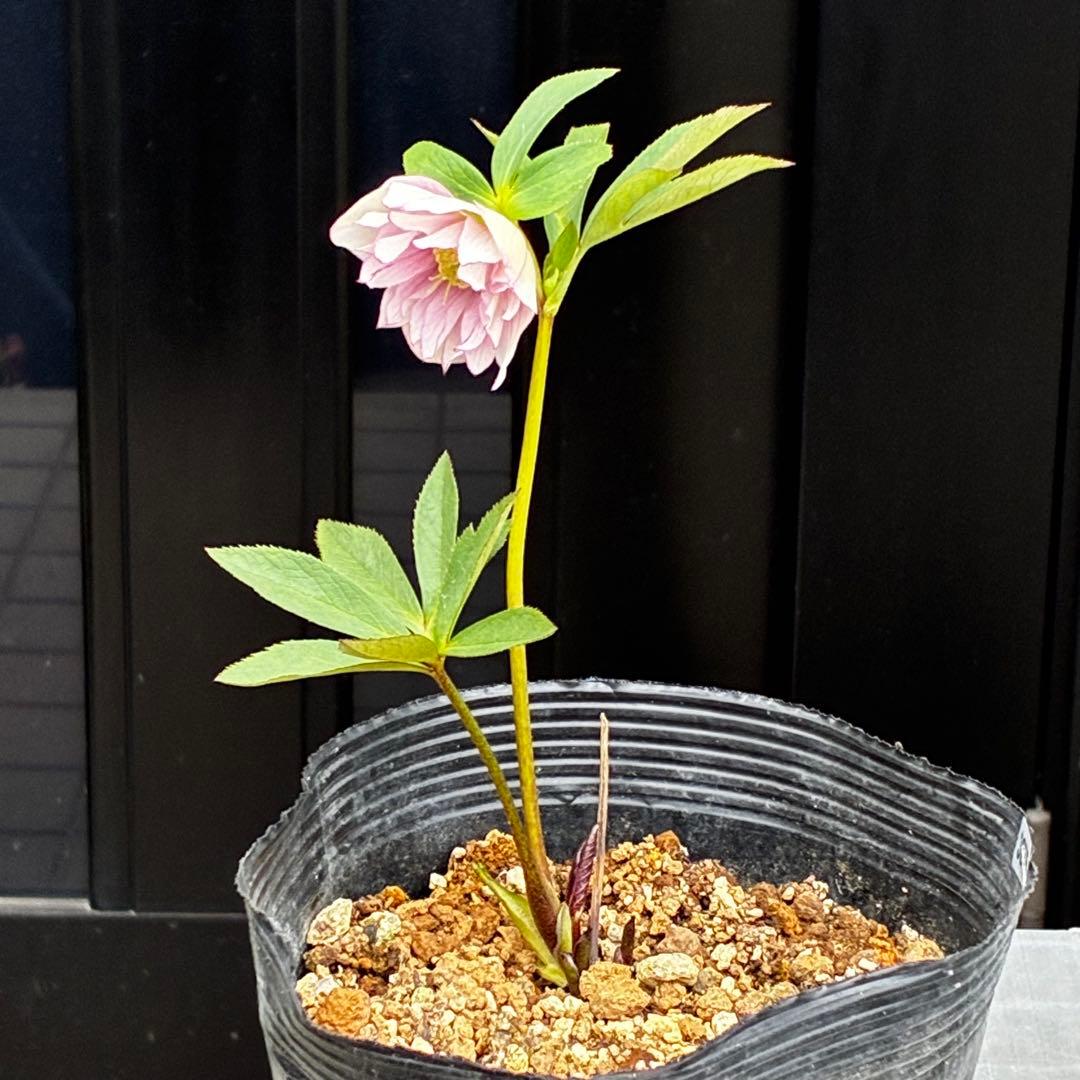 3875☘️1年半管理株☘️⭐️ポーセリン系⭐️大木ナーセリー⭐️