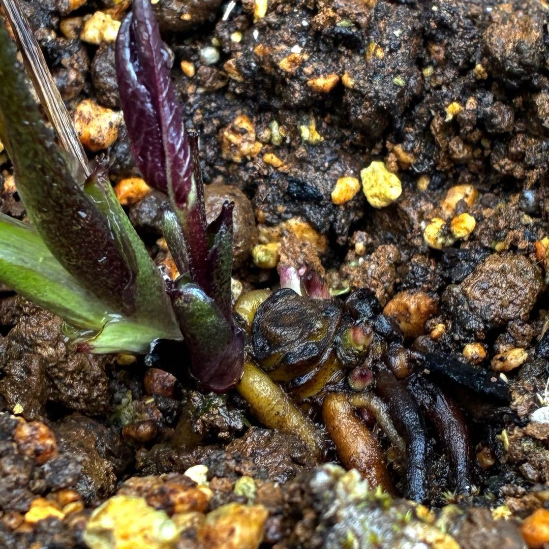 3875☘️1年半管理株☘️⭐️ポーセリン系⭐️大木ナーセリー⭐️