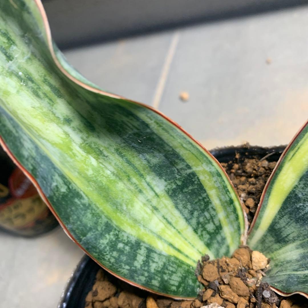 サンスベリア　マクロフィラ　斑入り