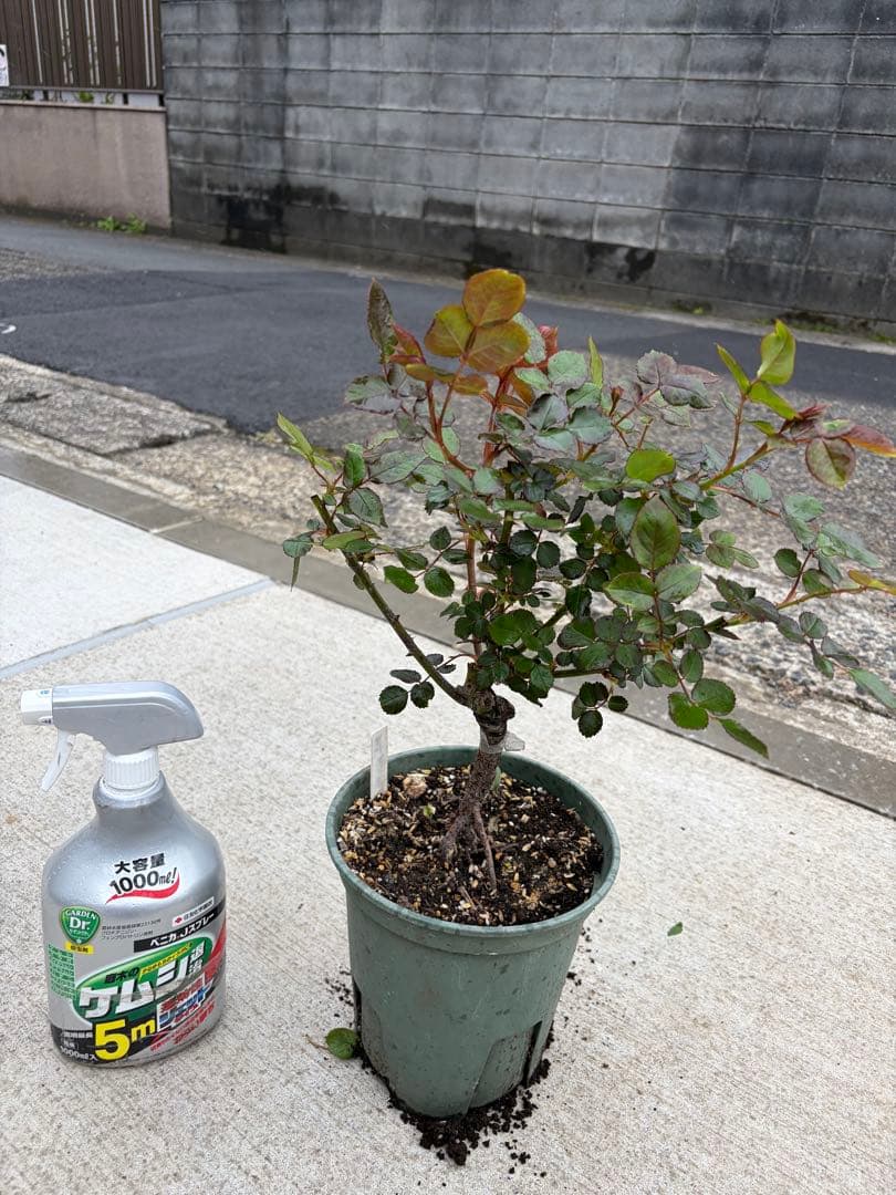 薔薇　バラ苗　接木苗　3年目　廃盤超レア品種　入手困難　1本のみ