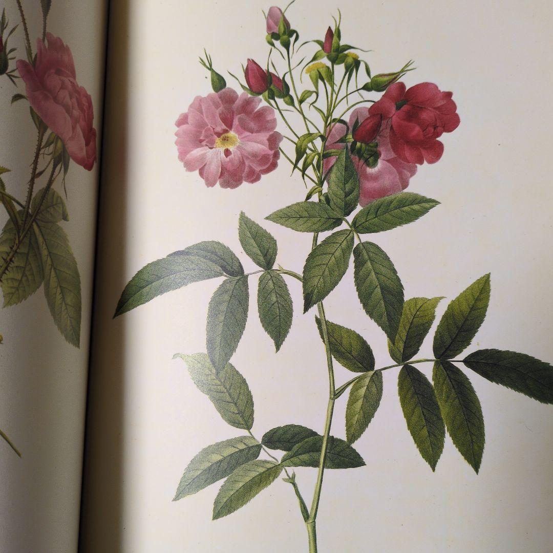 絶版　薔薇図譜　ピエールジョセフルドゥーテ