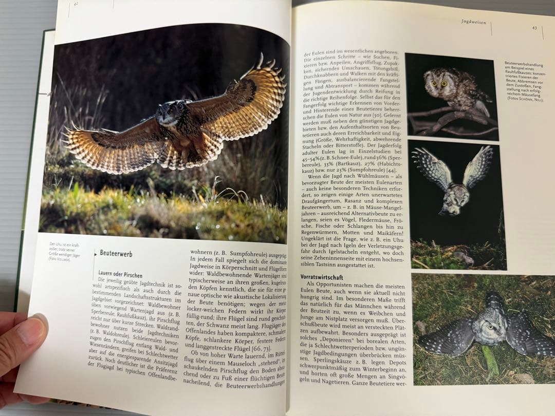 Mebs／Scherzinger★Die Eulen Europas★フクロウ