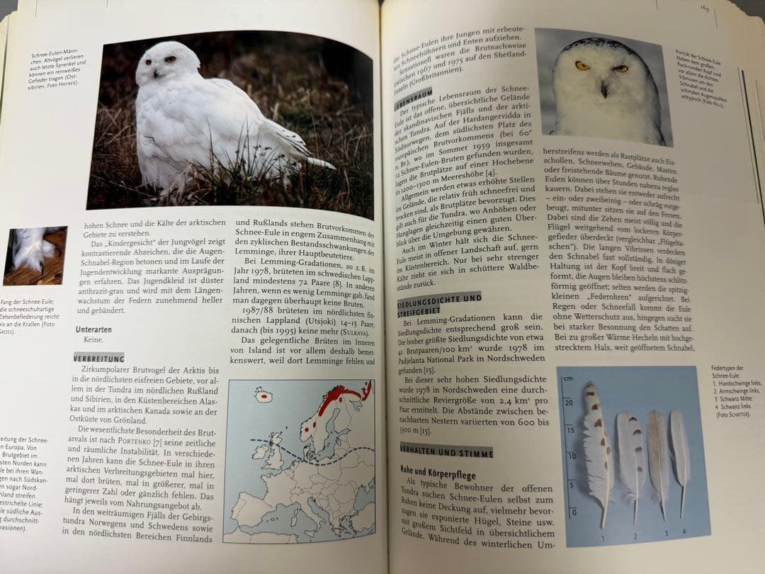 Mebs／Scherzinger★Die Eulen Europas★フクロウ