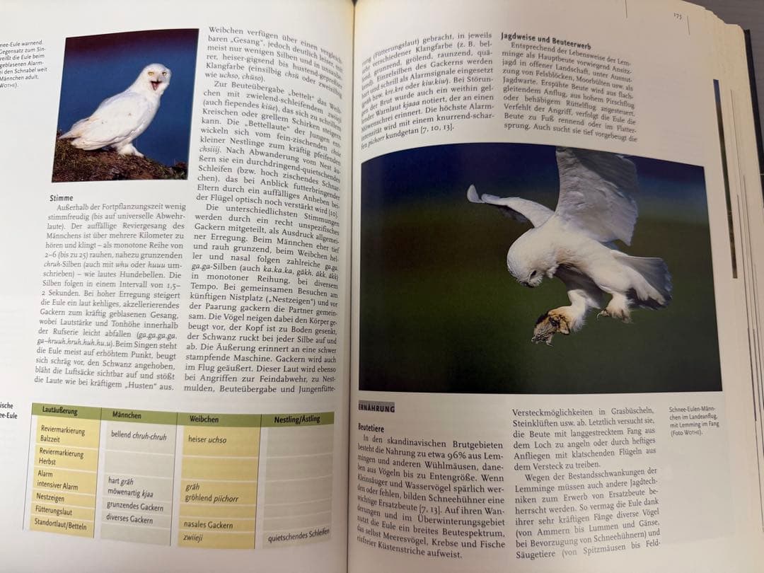 Mebs／Scherzinger★Die Eulen Europas★フクロウ