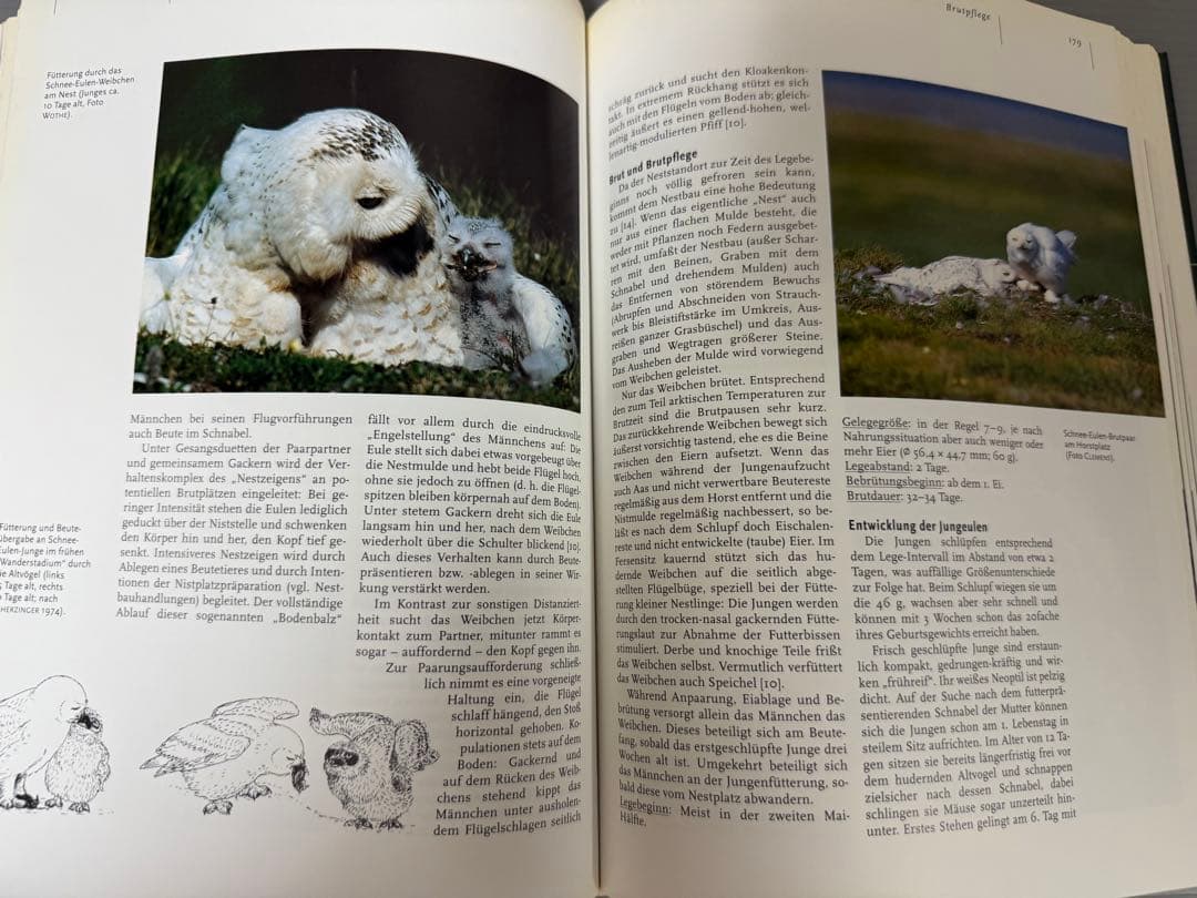 Mebs／Scherzinger★Die Eulen Europas★フクロウ