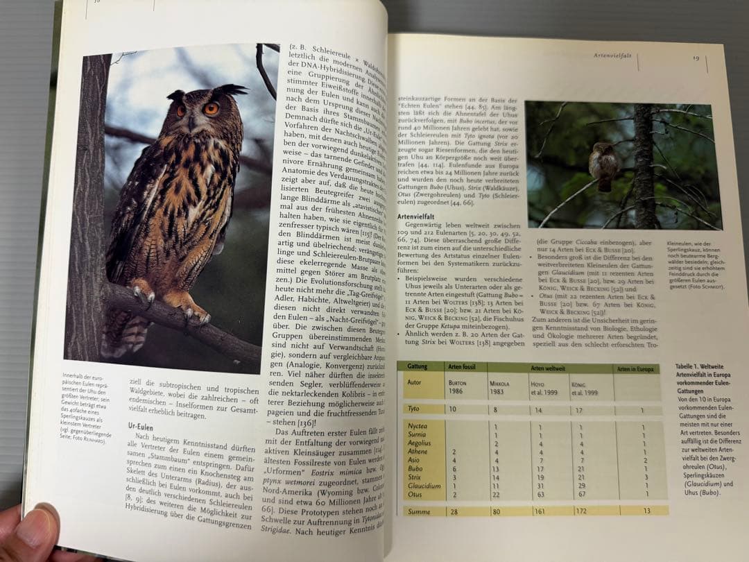 Mebs／Scherzinger★Die Eulen Europas★フクロウ