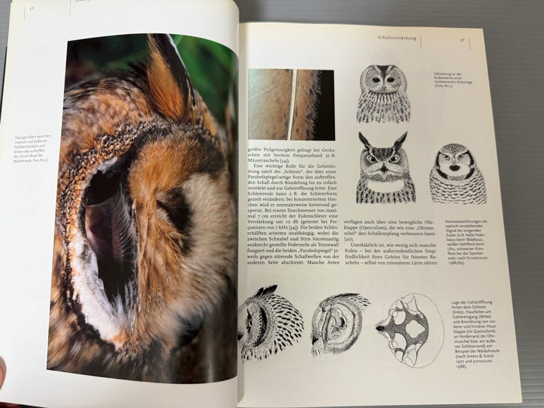 Mebs／Scherzinger★Die Eulen Europas★フクロウ