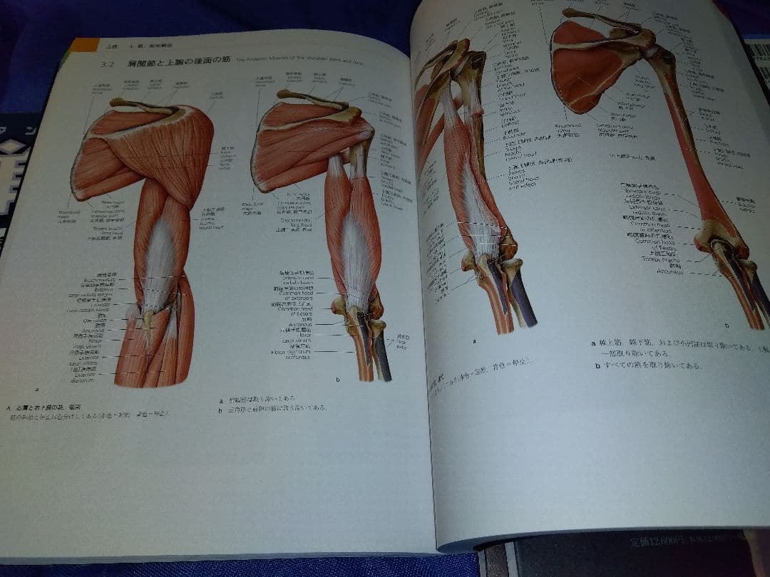 プロメテウス解剖学アトラス 解剖学総論/運動器系 他４冊セット