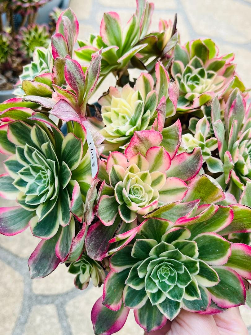 アエオニウム　ハロウィン変異体新種 西施（Seishi）　特大大群生株