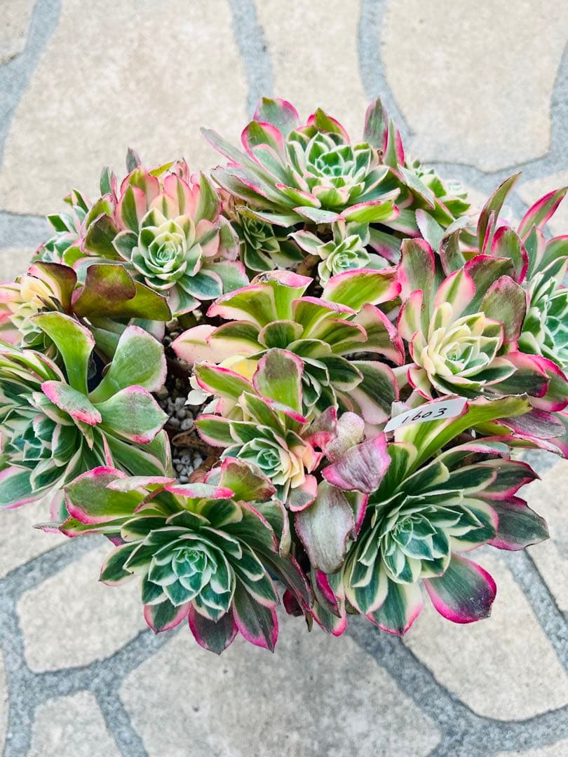 アエオニウム　ハロウィン変異体新種 西施（Seishi）　特大大群生株