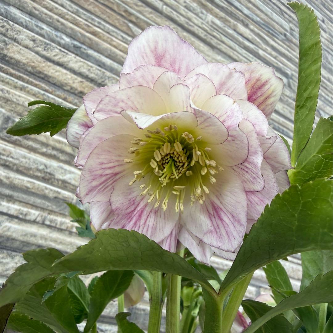 最終価格　ホワイトぼかしピンク　広瀬園芸　✨おまけソレイユ交配✨クリスマスローズ