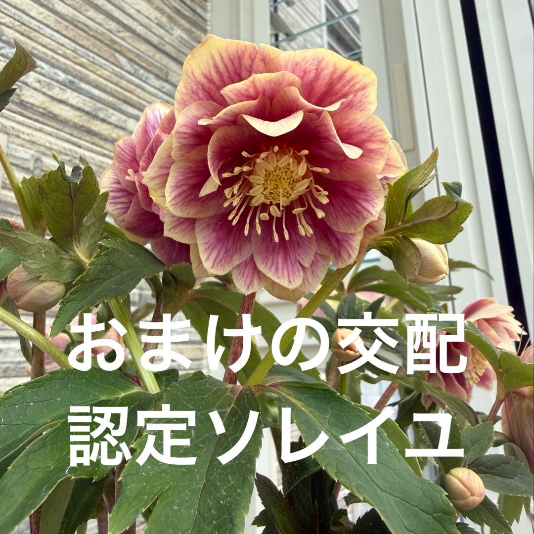 最終価格　ホワイトぼかしピンク　広瀬園芸　✨おまけソレイユ交配✨クリスマスローズ