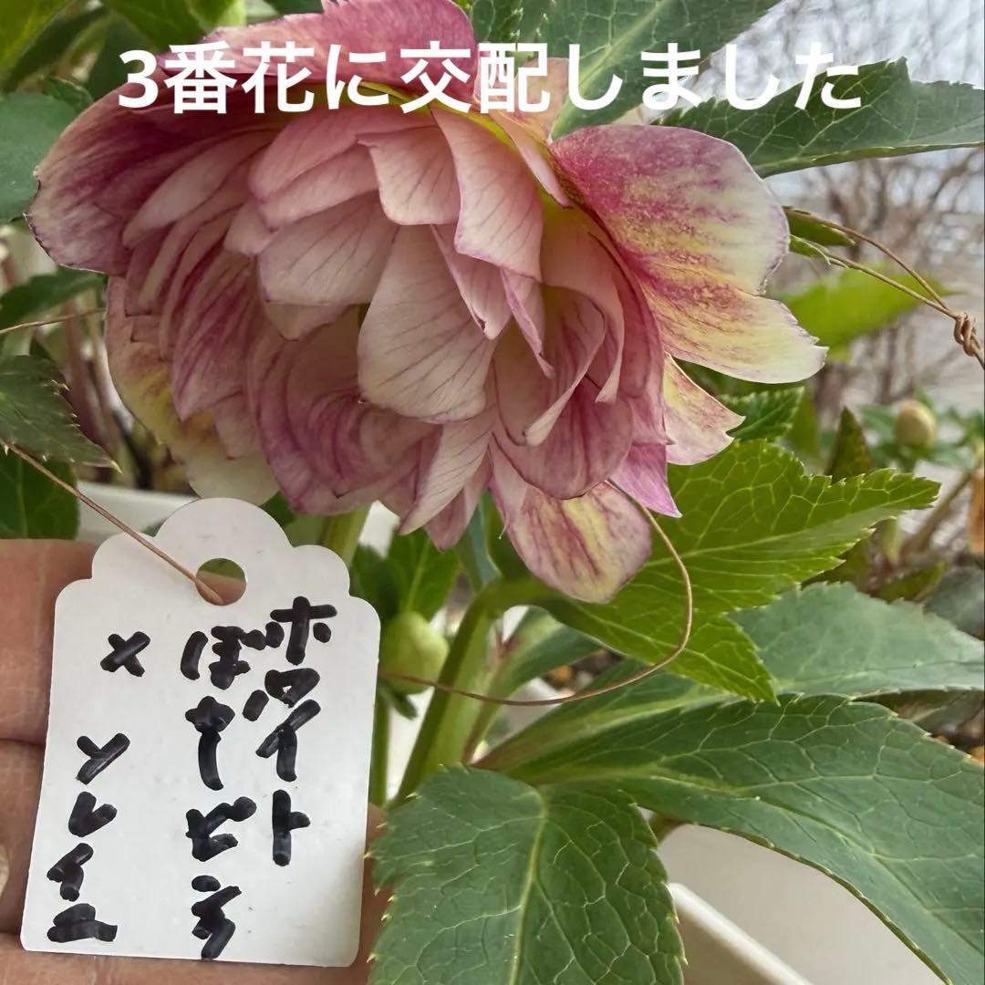 最終価格　ホワイトぼかしピンク　広瀬園芸　✨おまけソレイユ交配✨クリスマスローズ