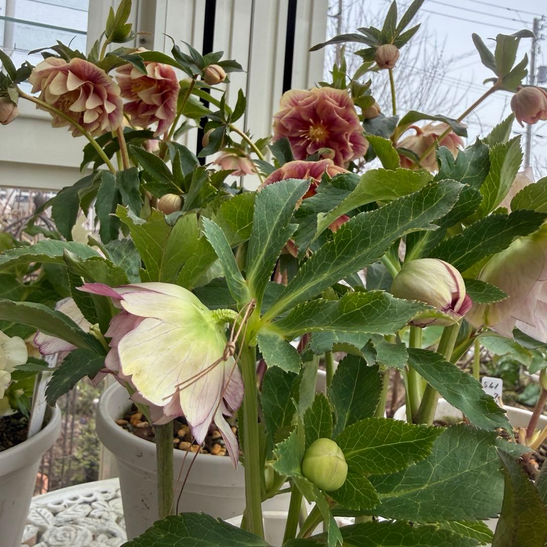 最終価格　ホワイトぼかしピンク　広瀬園芸　✨おまけソレイユ交配✨クリスマスローズ