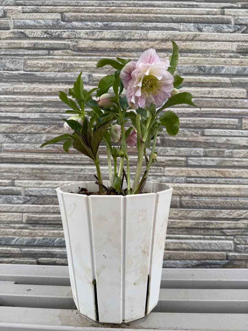 最終価格　ホワイトぼかしピンク　広瀬園芸　✨おまけソレイユ交配✨クリスマスローズ