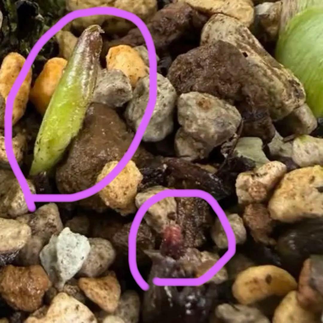 最終価格　ホワイトぼかしピンク　広瀬園芸　✨おまけソレイユ交配✨クリスマスローズ