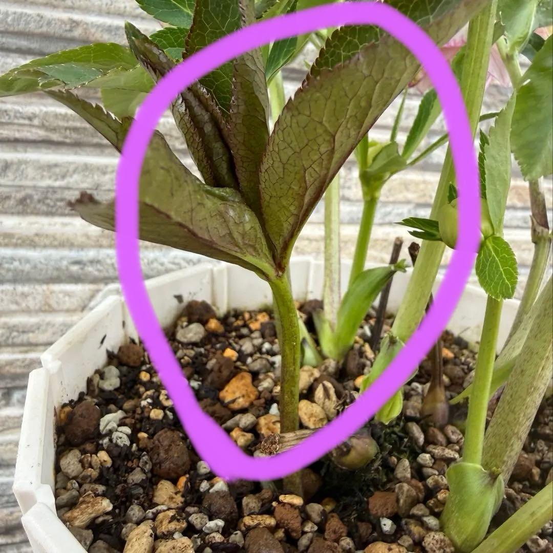 最終価格　ホワイトぼかしピンク　広瀬園芸　✨おまけソレイユ交配✨クリスマスローズ