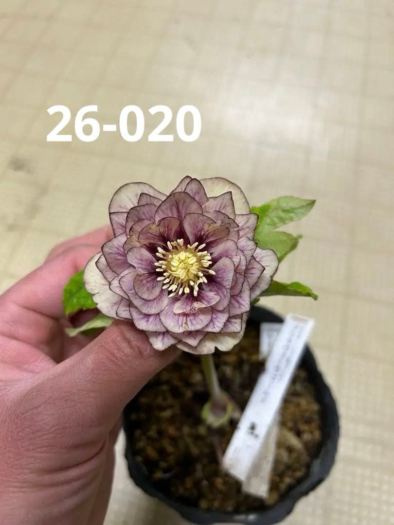 26-020 プリマヴェーラゴールド クリスマスローズ 加藤農園