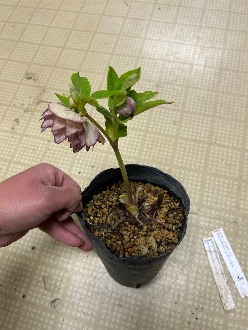 26-020 プリマヴェーラゴールド クリスマスローズ 加藤農園