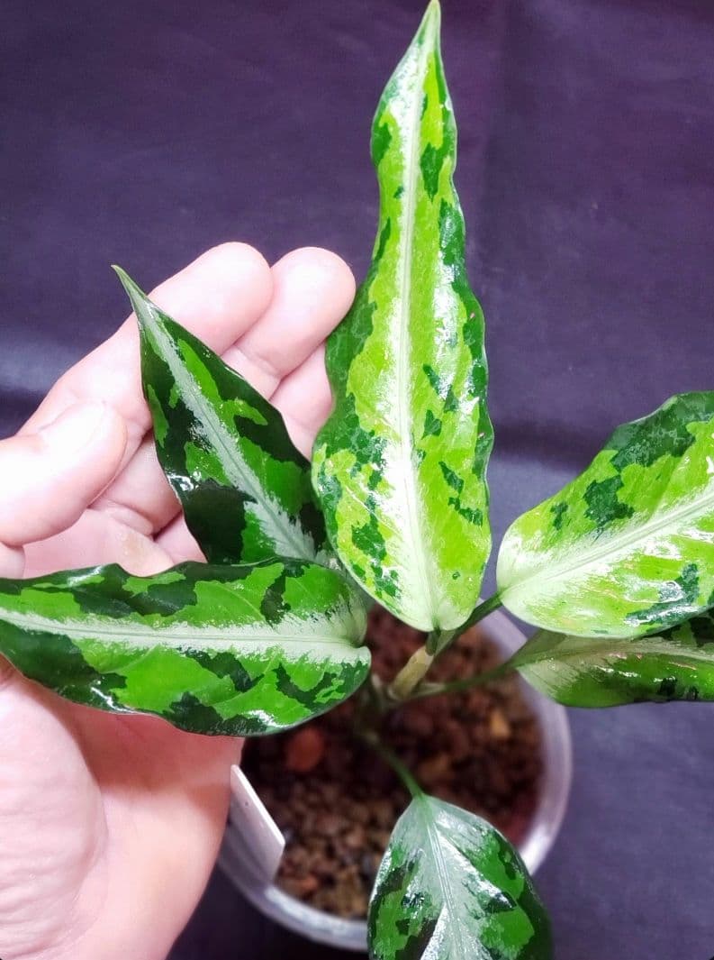 その他観葉植物 Aglaonema pictum