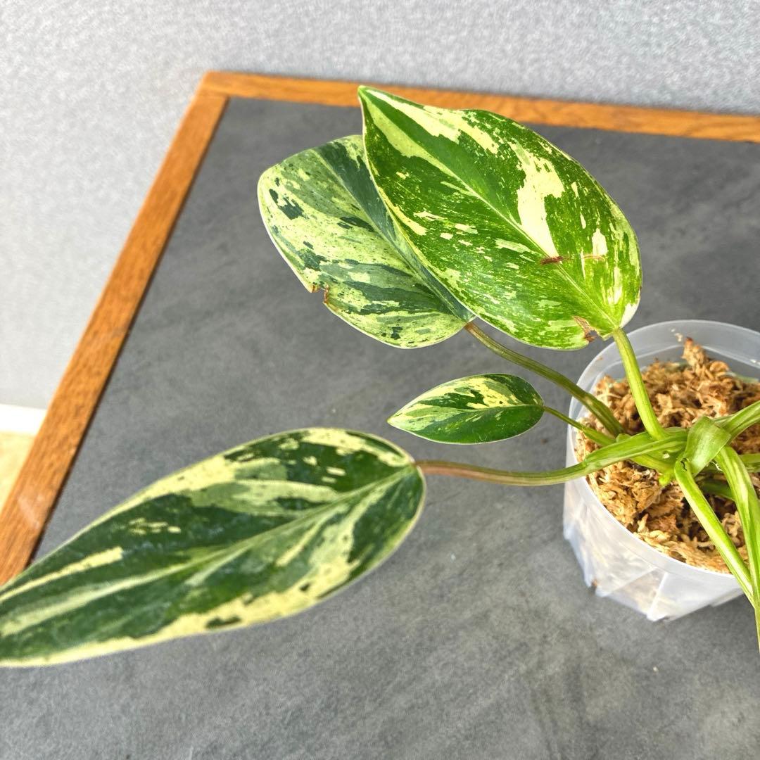 超希少❗️美斑❗️フィロデンドロン　エメラルドクイーン　斑入り✨