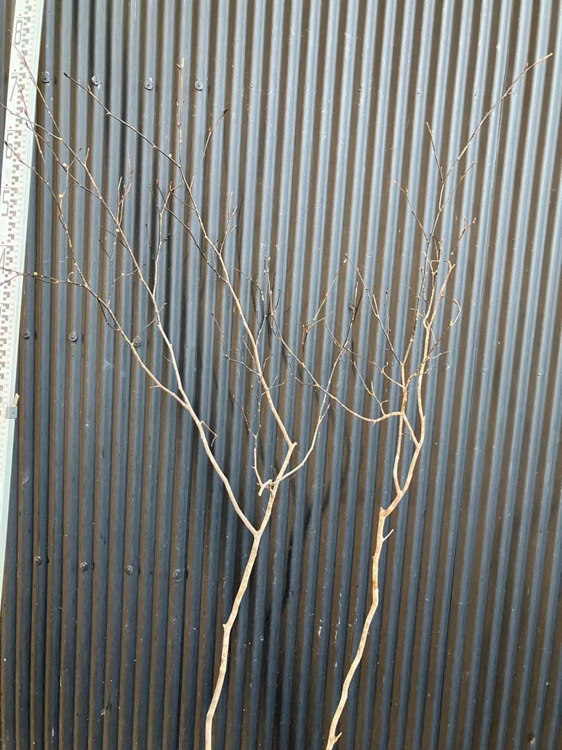 山採り　ダンコウバイ