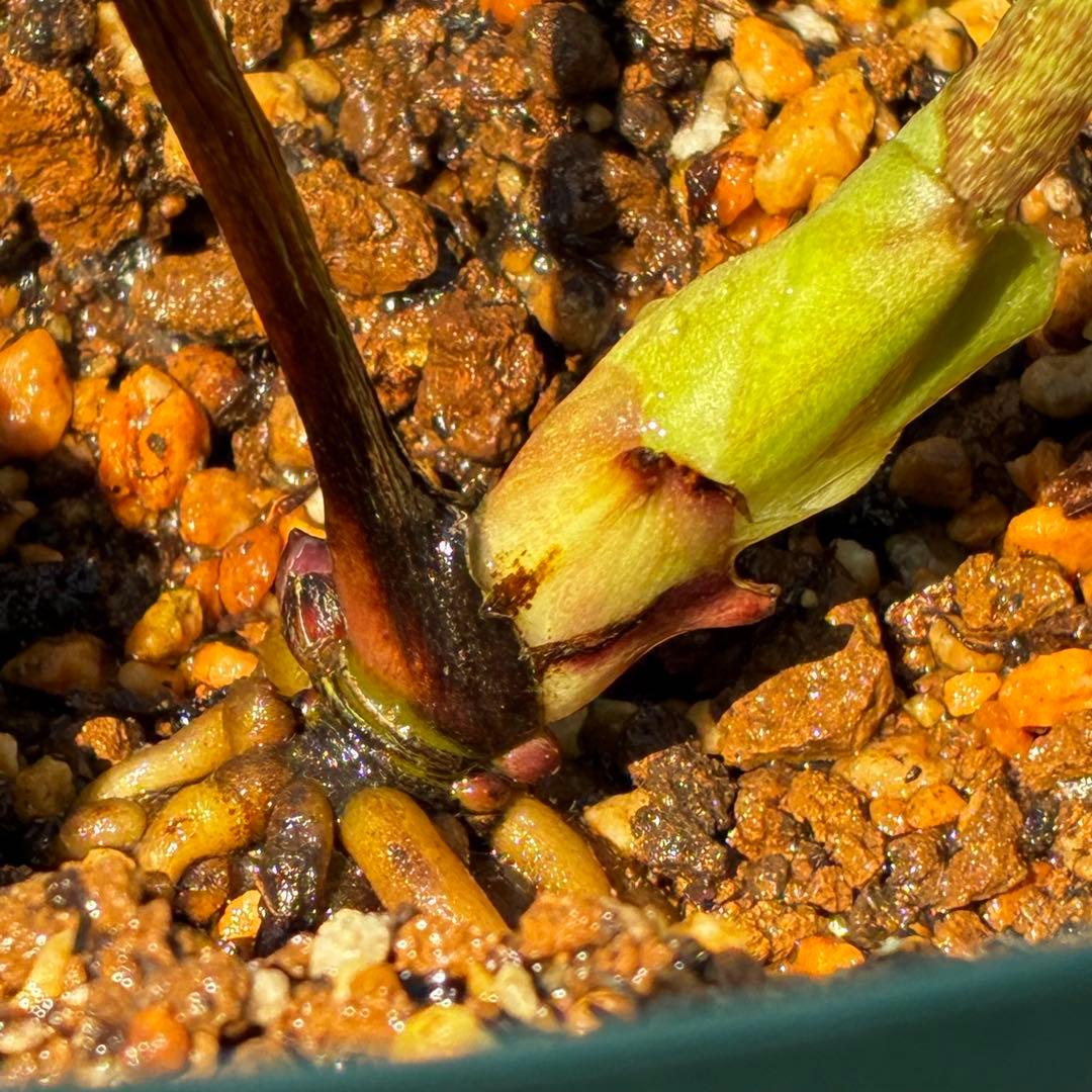 3919☘️❤️極上美❤️☘️タグ付き☘️⭐️桜利休⭐️小輪⭐️曽田園芸⭐️